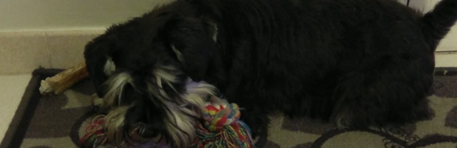 Susanne Stendardo's cover