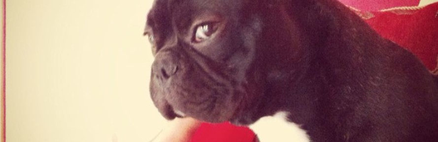 argoo's cover