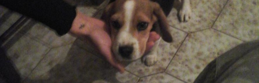 canbigol's cover