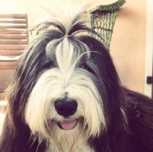 Aengus Giusti's avatar