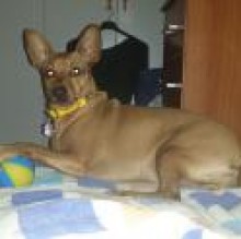 Avatar de Sasha Giacomobello