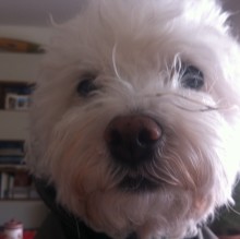 Immagine del profilo di camillo biasci