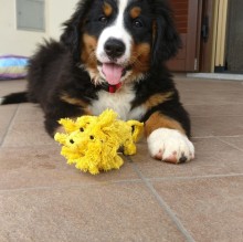 Immagine del profilo di Ziva Beatrice