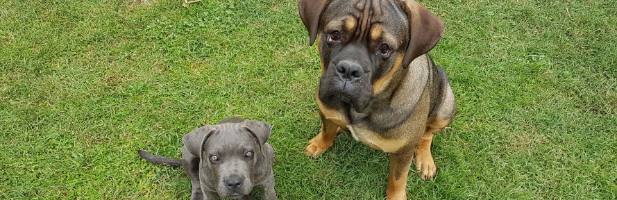 Ginevra Roesler Franz's cover