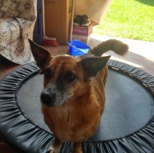 Immagine del profilo di Volpe