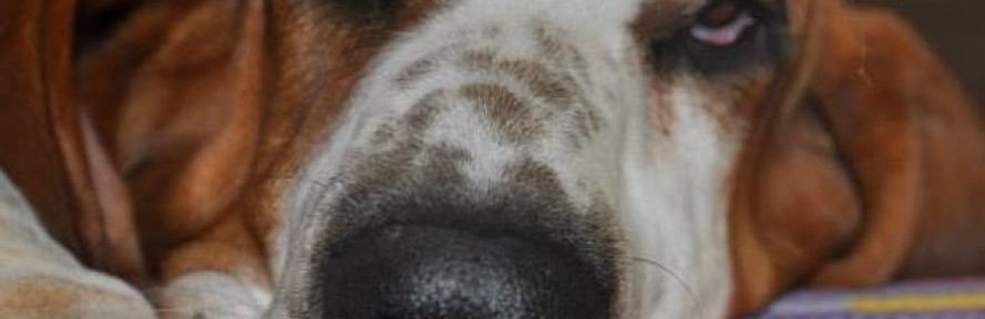 bortolobortolotti's couverture