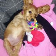 Immagine del profilo di Ginger Petrini