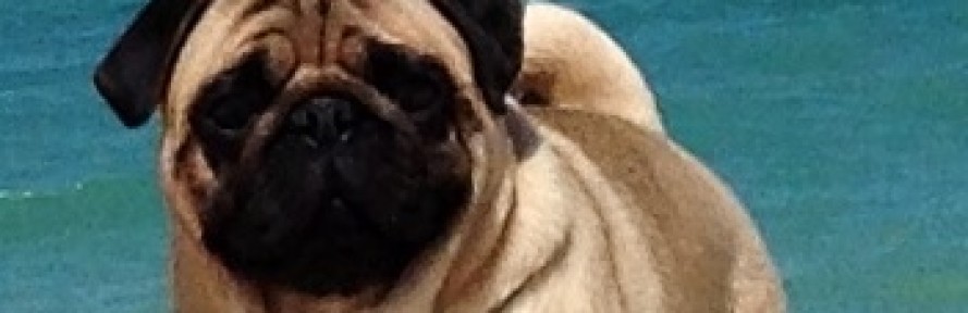 Animallearn420's couverture