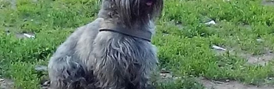 Opy B's cover