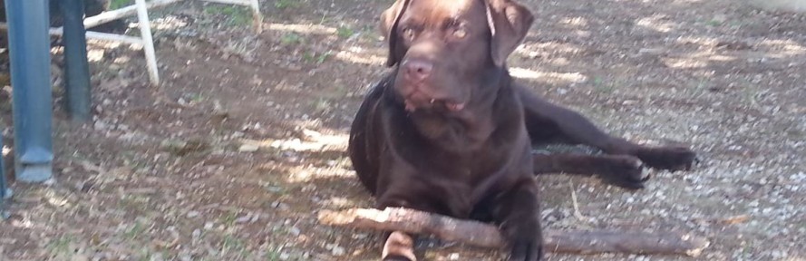 argo animallearn's couverture