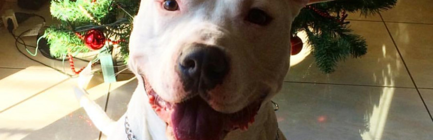 Cover di Yago DellaValle