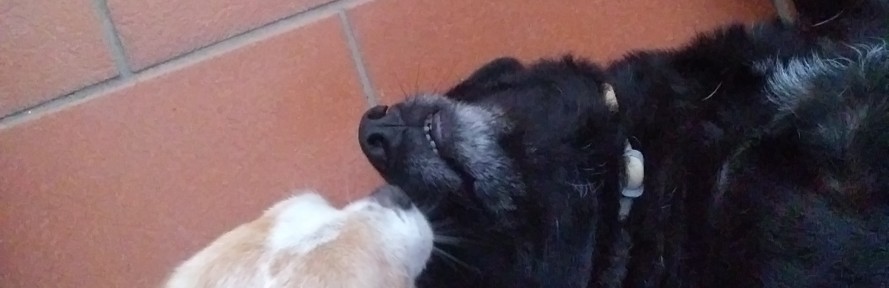 Antonio Auddino's cover