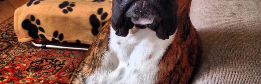 ThortheBoxer's cover