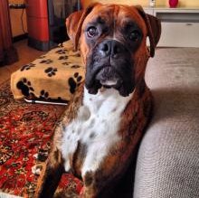 ThortheBoxer's avatar