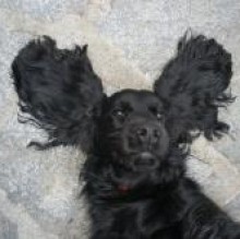 Avatar de Tobia Carlozzo