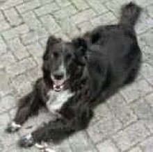 Bodo Schulte-Varendorff's Avatar