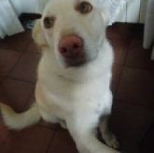 Avatar de Layca Valvano