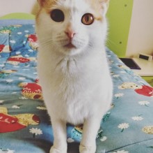 Ilaria Somma's Avatar