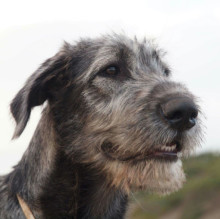 Immagine del profilo di Corinne Zahradnikova