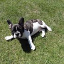 Rocco Stefano's avatar