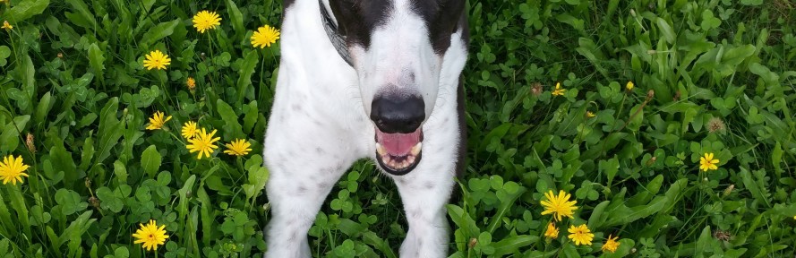 Carmen Massi's cover