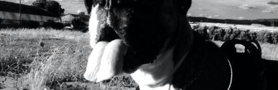 Duna Lante's cover
