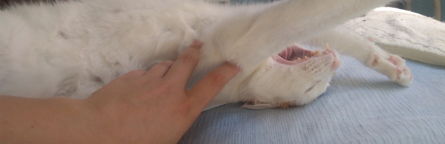 Veronica Abate's cover