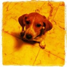 BonnyJunior farinato's avatar