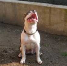 kirastaffy's avatar