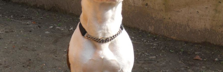 kirastaffy's couverture