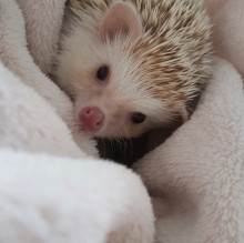 Sarah Zimmer's Avatar