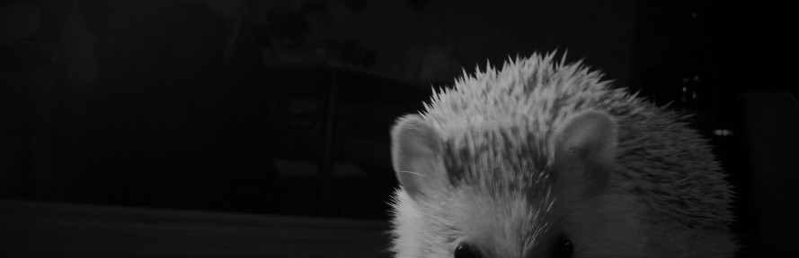 Sarah Zimmer's cover