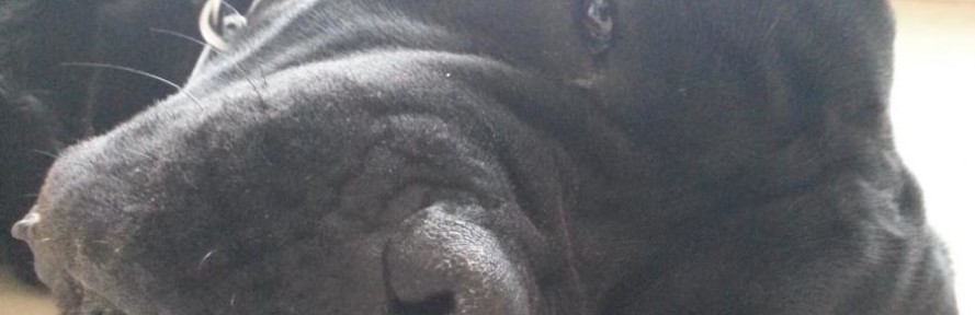 Cover di CaneCorso