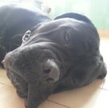 Immagine del profilo di CaneCorso
