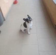 Immagine del profilo di Peppa