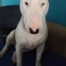 Avatar de Ares Bassi