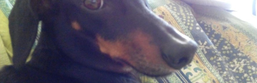 DafTap's couverture
