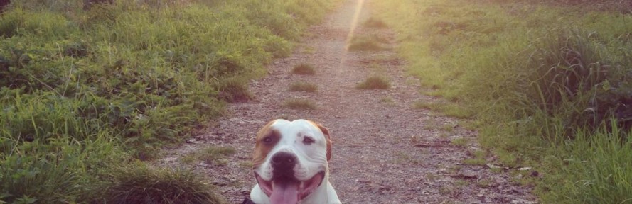 Amstaff Yago's cover