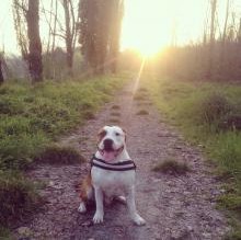 Avatar de Amstaff Yago