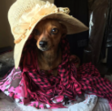 Lilly Serrentino's avatar
