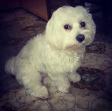 Avatar de Fiocco Campanella