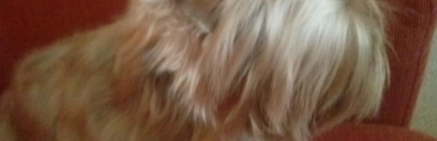 phoebe Eulisse's couverture