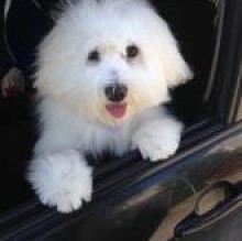 Nembo StabileMerola's avatar