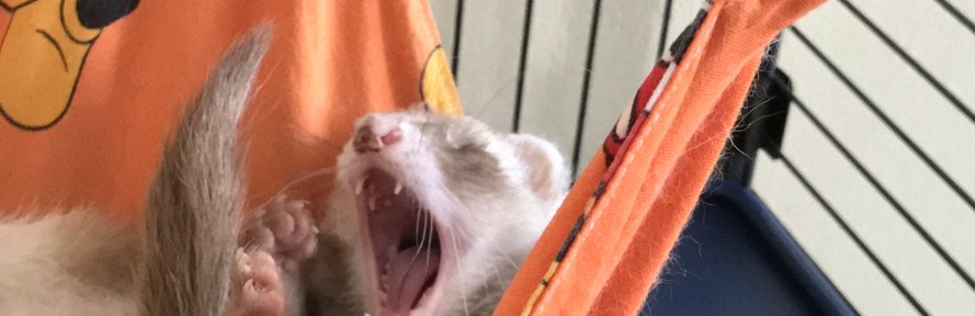 Cover di Alessia Vido