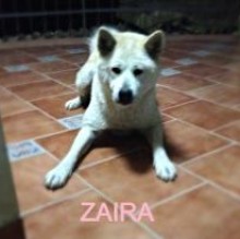 Immagine del profilo di Zaira Zaira