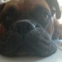 Avatar de Alfio Carbonaro