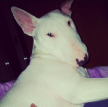 Avatar de Elijah Pepe