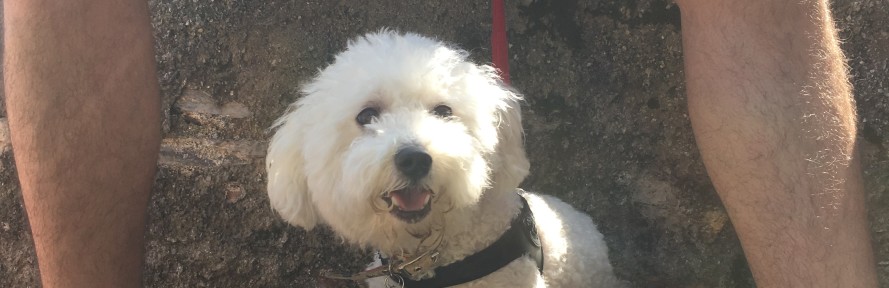 Vanessa Dimasi's cover