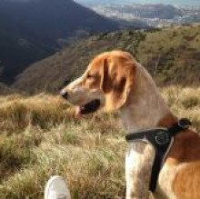 Immagine del profilo di Puppy14
