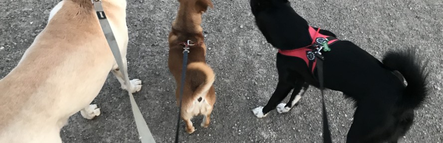 MayaFanchini's cover